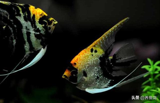 鹦鹉鱼生虫子怎么治疗,鹦鹉鱼生了小鱼怎么处理