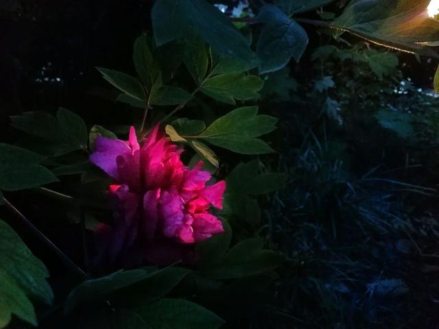 洛阳牡丹花摄影,中国牡丹花开摄影