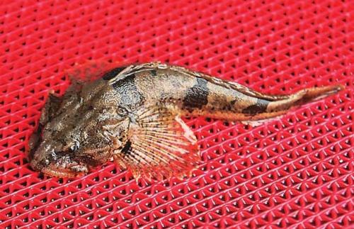 天价鱼多少钱一条,957万天价鱼