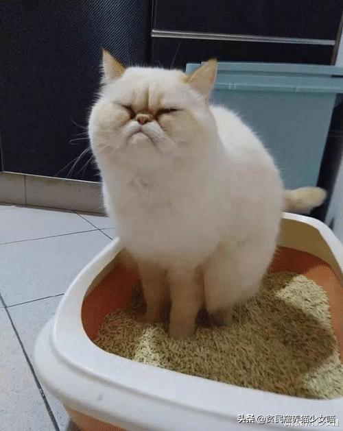 猫咪拉肚子医生给了益生菌,猫咪拉稀喂蒙脱石散需要禁食吗