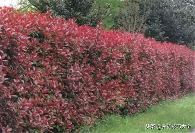 常见小区绿化100种植物图片,常见的水生植物有哪些种