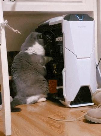 英短金渐层猫的缺点,英短猫的通病