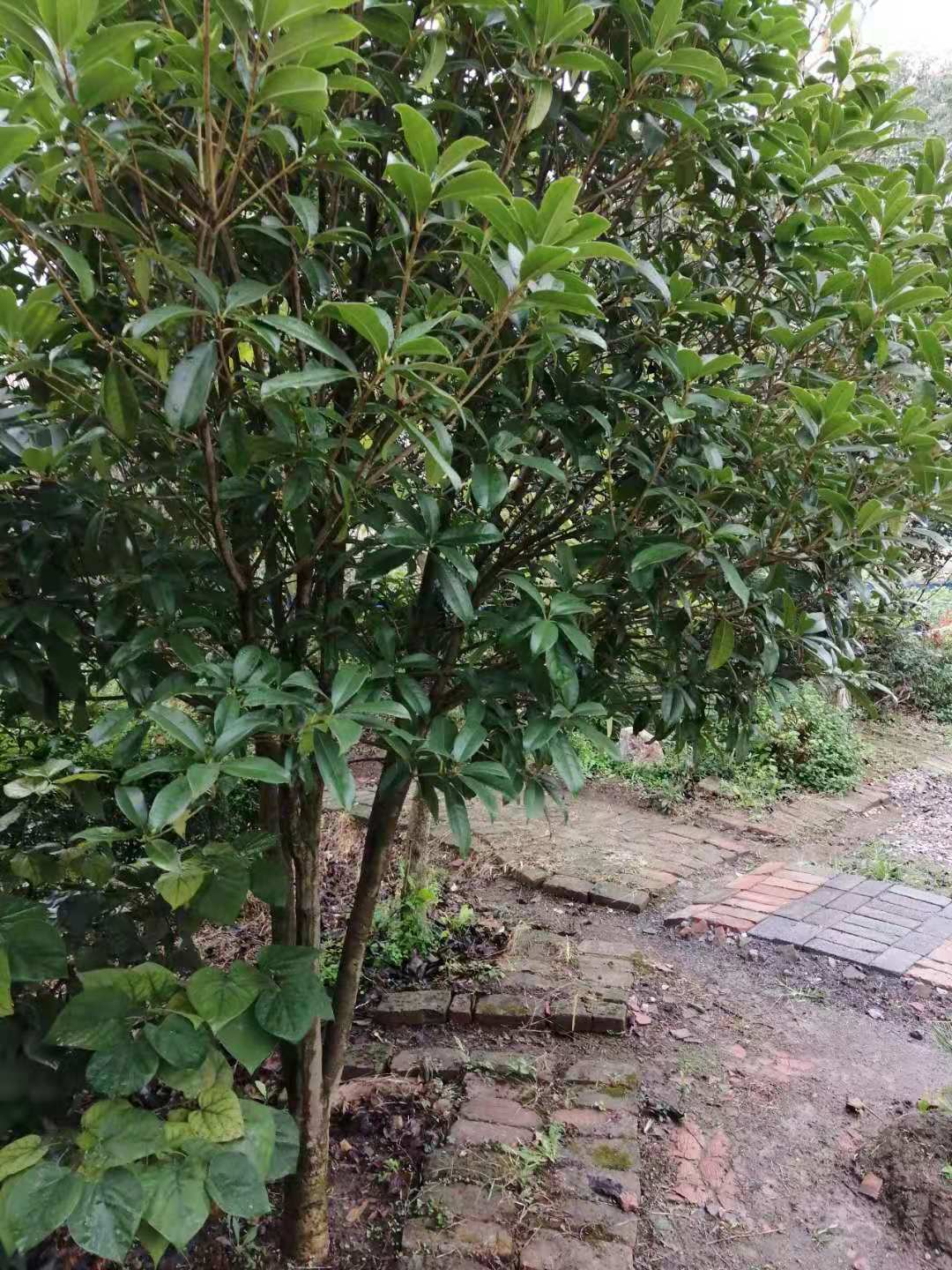 秋天丹桂,丹桂秋天几月长新芽