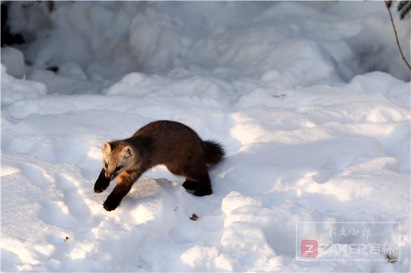 吉林省延边发现紫貂,长白山拍到野生紫貂