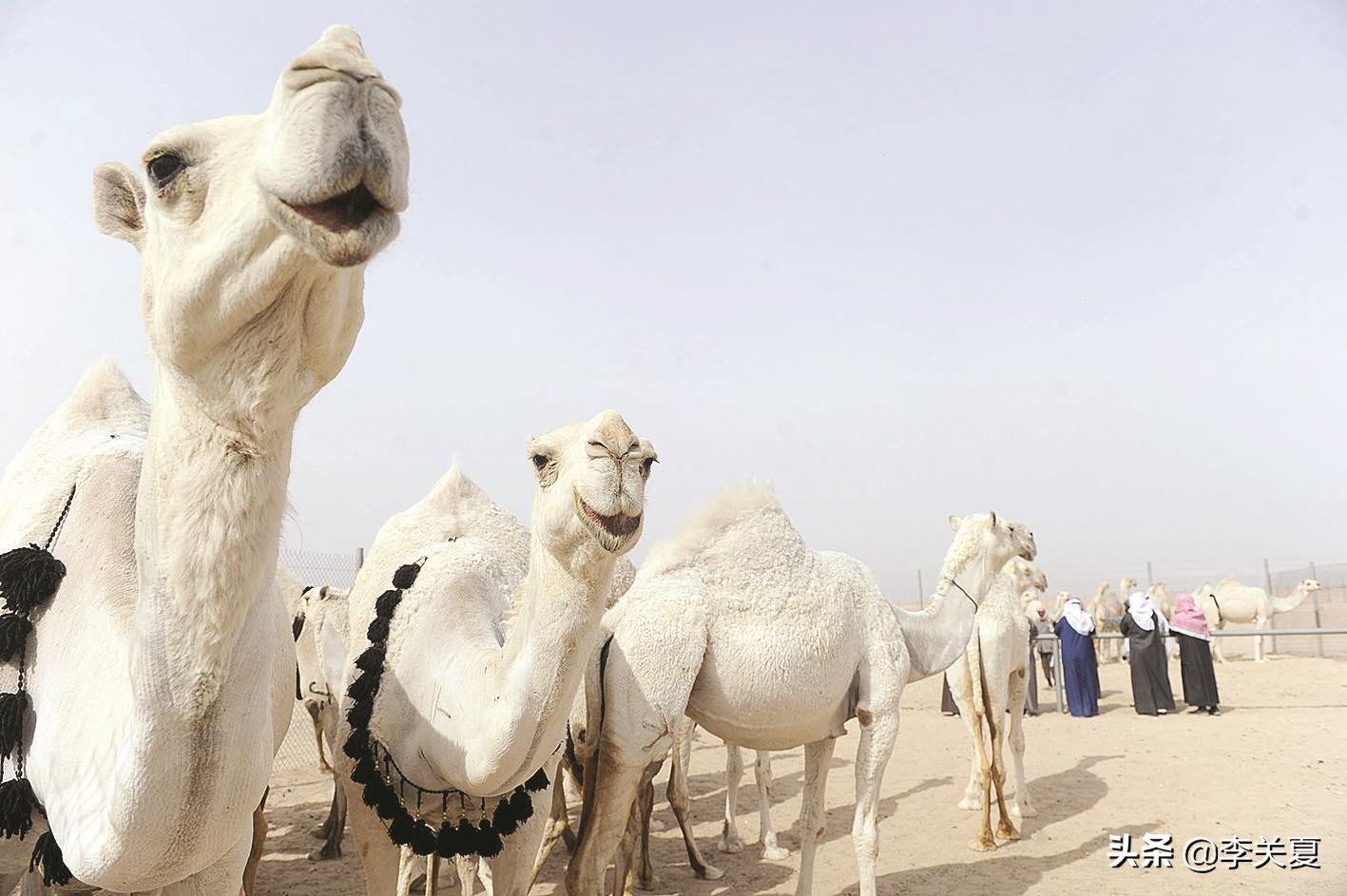 赛骆驼赛马奖金都上亿还有什么能阻止阿拉伯土豪？！