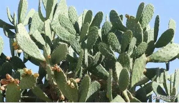 植物大战僵尸守护神器,植物大战僵尸里防盗贼的植物