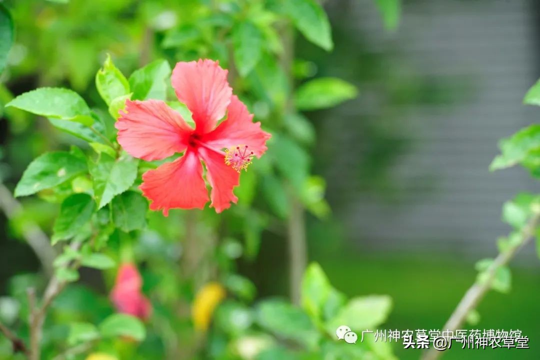 艸堂｜传说中可以挂太阳的树，草堂有