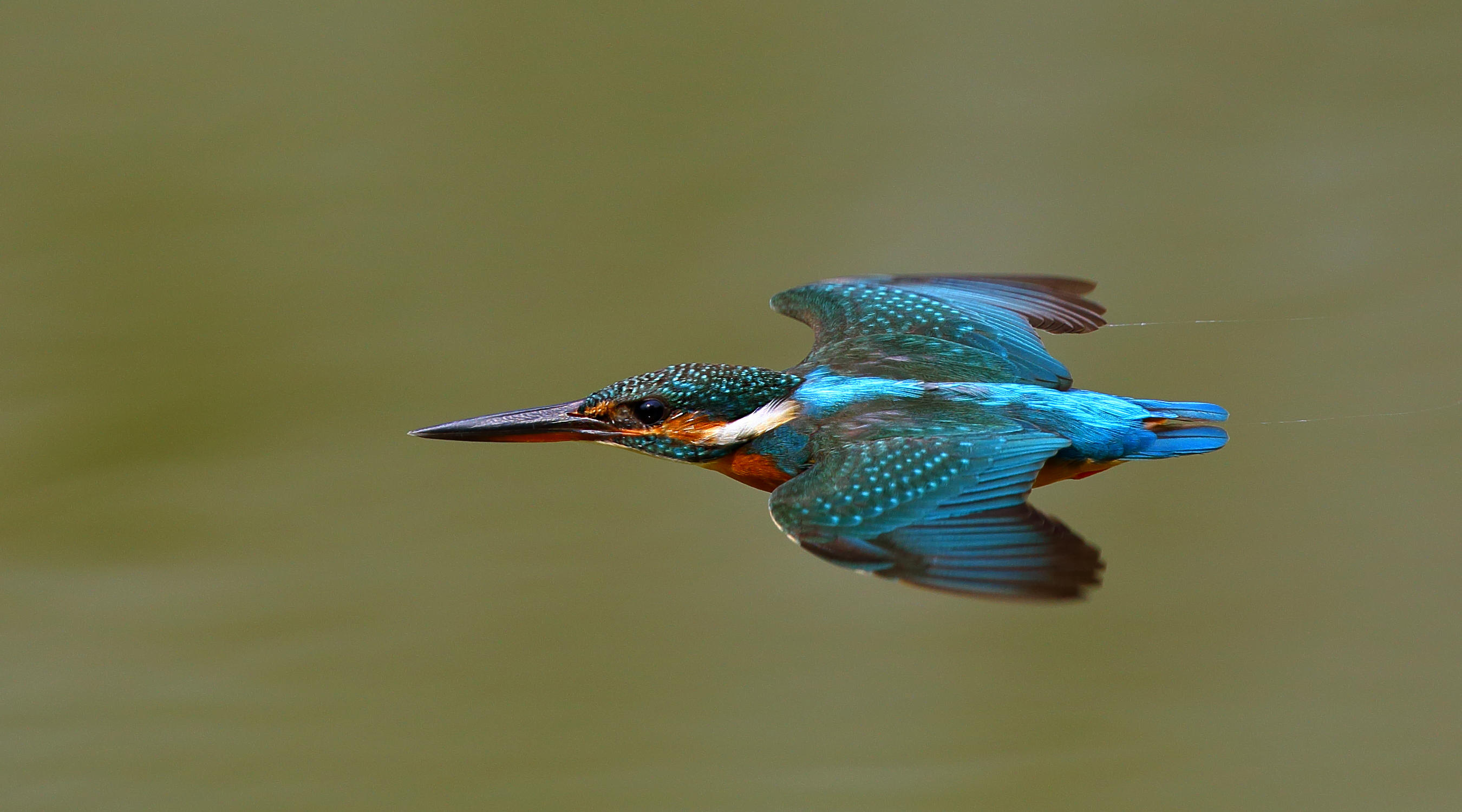 高清专业级拍鸟摄影机,顶级相机拍鸟