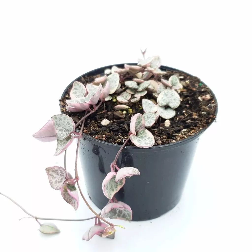 才买的爱之蔓锦要移盆吗,爱之蔓锦的繁殖方法