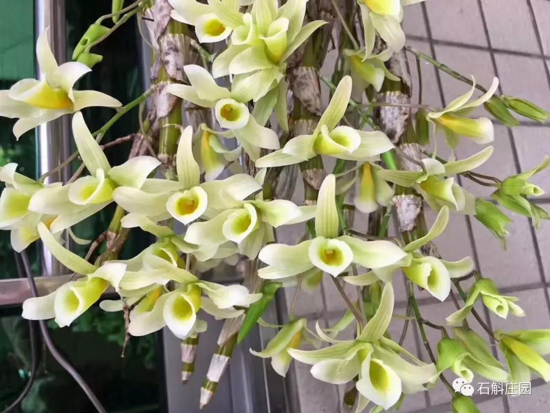 七彩石斛怎么养才能爆花,什么品种的石斛开爆花