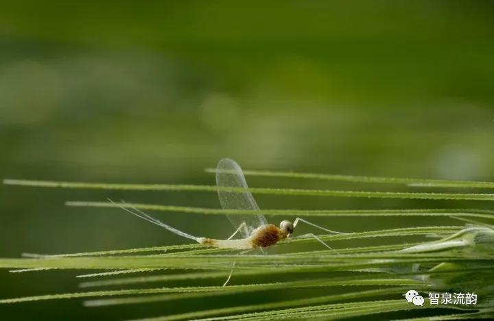 郭进拴神游索溪峪,郭进拴全部视频