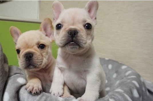 娉拌开濂藉吇杩樻槸閲戞瘺濂藉吇,娉曟枟鐘ソ杩樻槸娉拌开鐘ソ