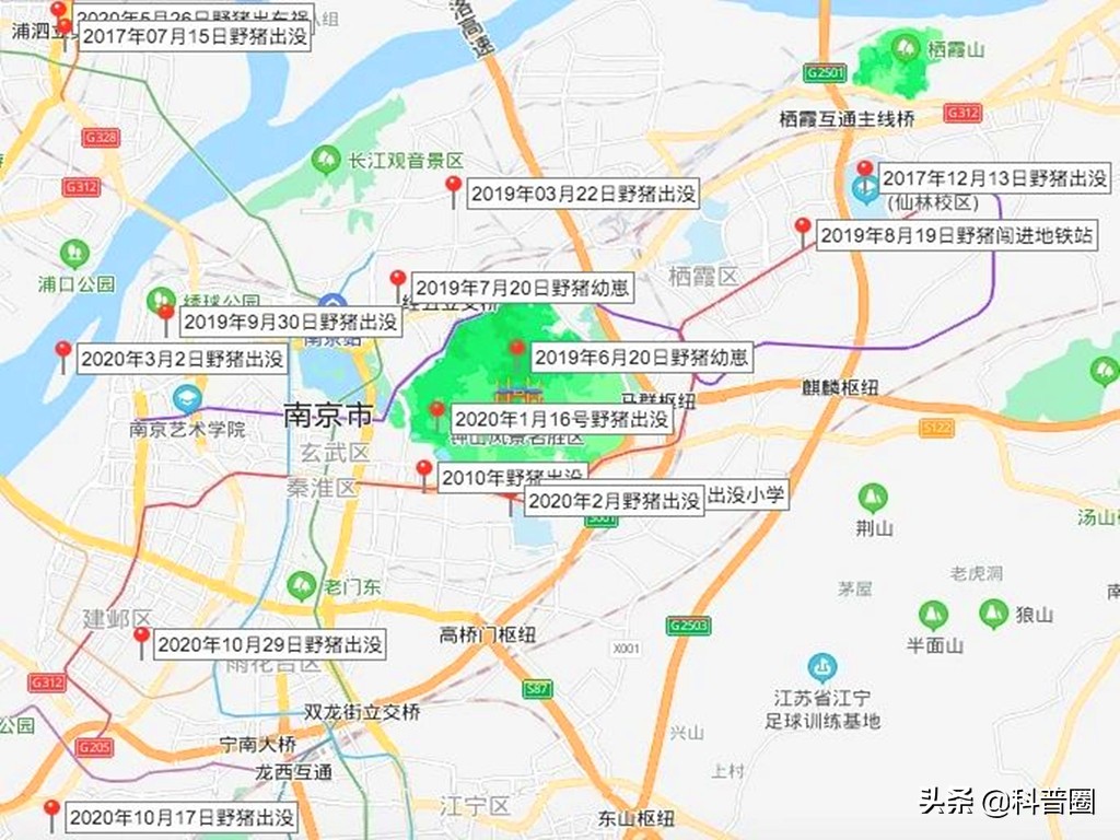 为啥野猪泛滥成灾还要保护,中国野猪数量高达百万