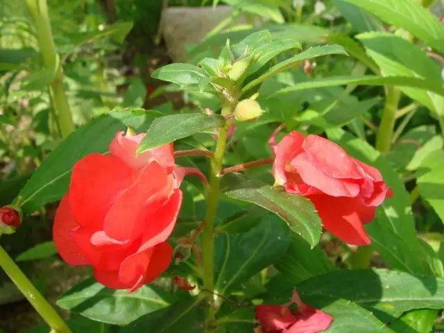 100种常见观叶植物图鉴史上最全,农村常见的100种植物