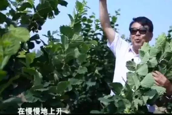 石头缝里长出的榛子树，你见过吗？