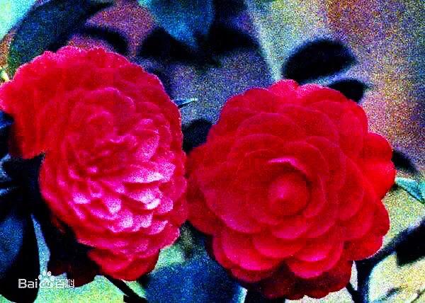 养茶花大盆好还是小盆好,如何种养茶花