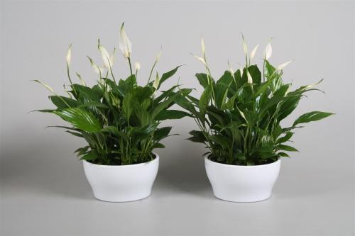 卫生间放什么花去异味最好,卫生间吸味花