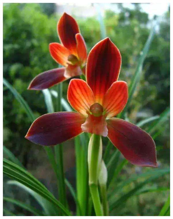 云南豆瓣兰十大品种,云南豆瓣兰叶子边缘有锯齿吗