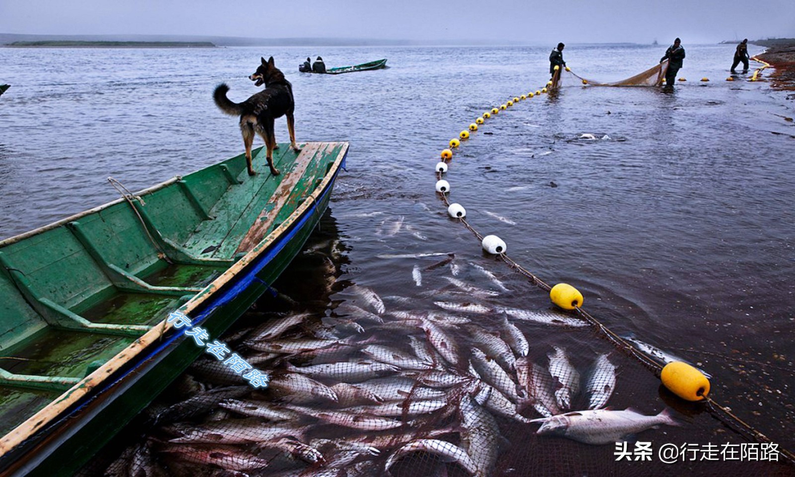 海参崴的渔业资源：挨枪子也要非法捕捞，一次利润数万元