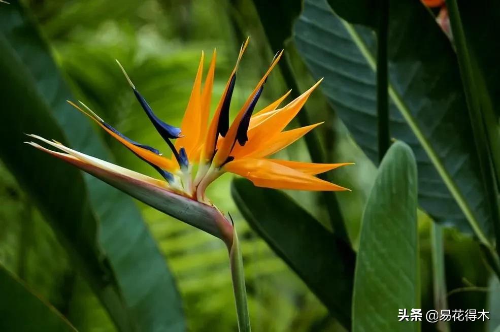 四季开花香味浓的观花植物,观叶型花卉有哪些花可以吃