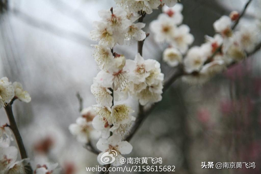 南京梅花节花期过后是什么样子的,南京梅花节最佳观赏期