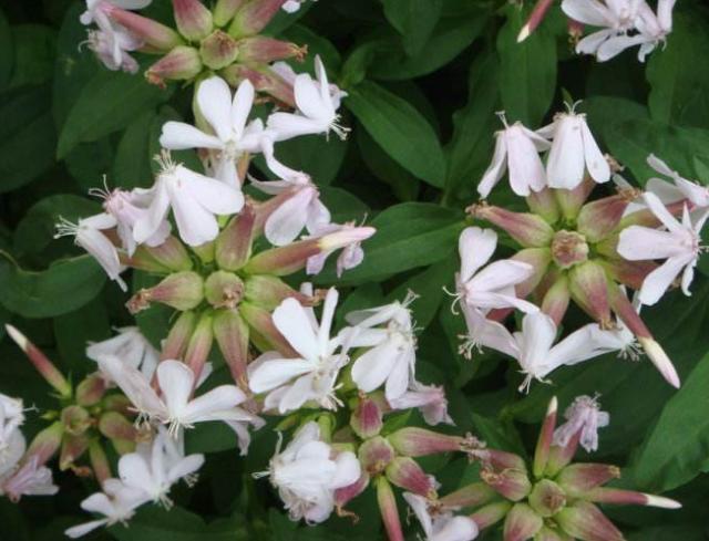 姐姐家门口一片杂草，人称“肥皂草”，可洗衣服、当药材，价值高