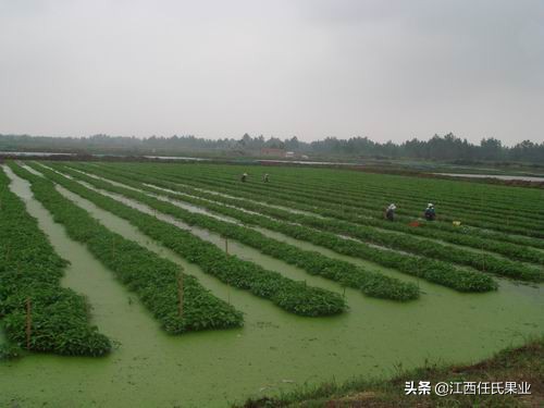 水蕹菜用土种法视频,水蕹菜
