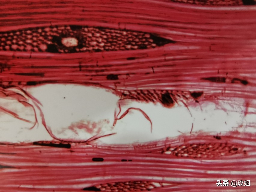 楠木枣图片,山枣啥值钱