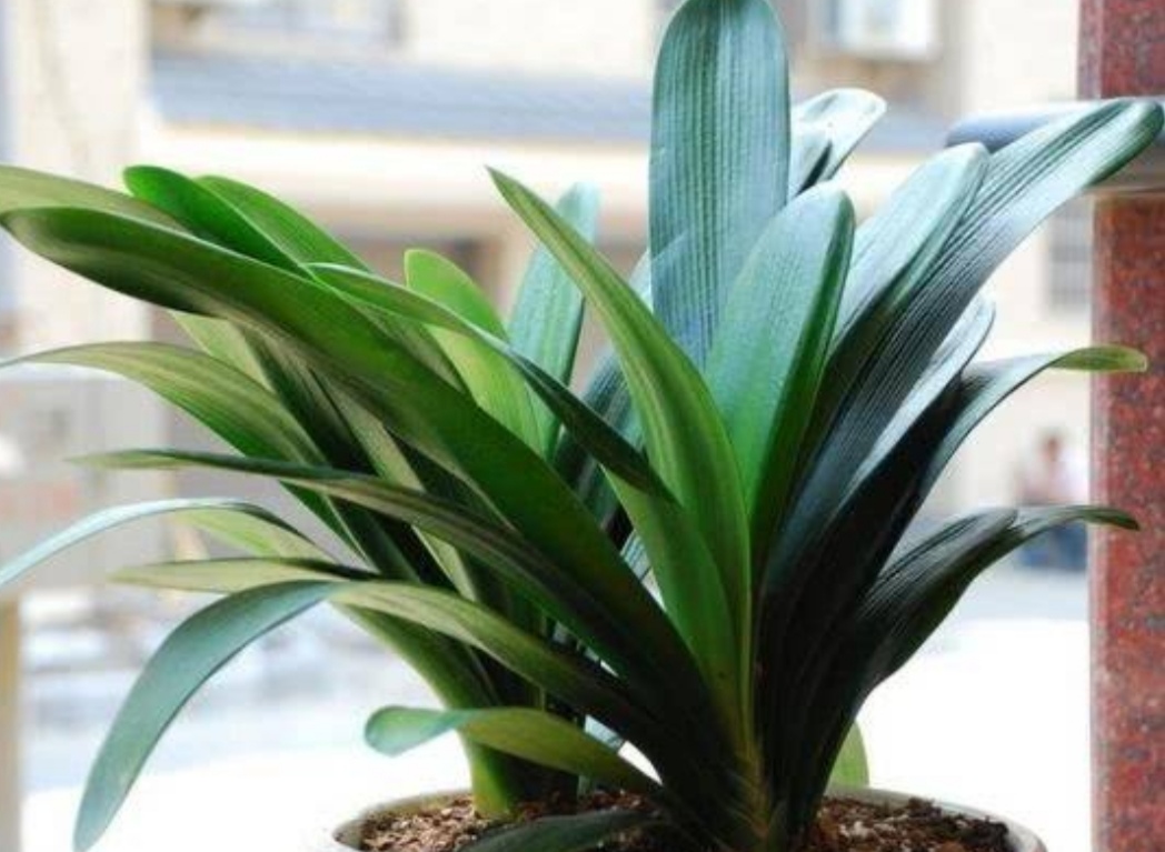 盆栽君子兰养殖方法和技巧,新手养君子兰盆栽养殖方法和技巧