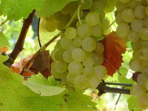 法国波尔多法定葡萄品种,波尔多式葡萄品种大全