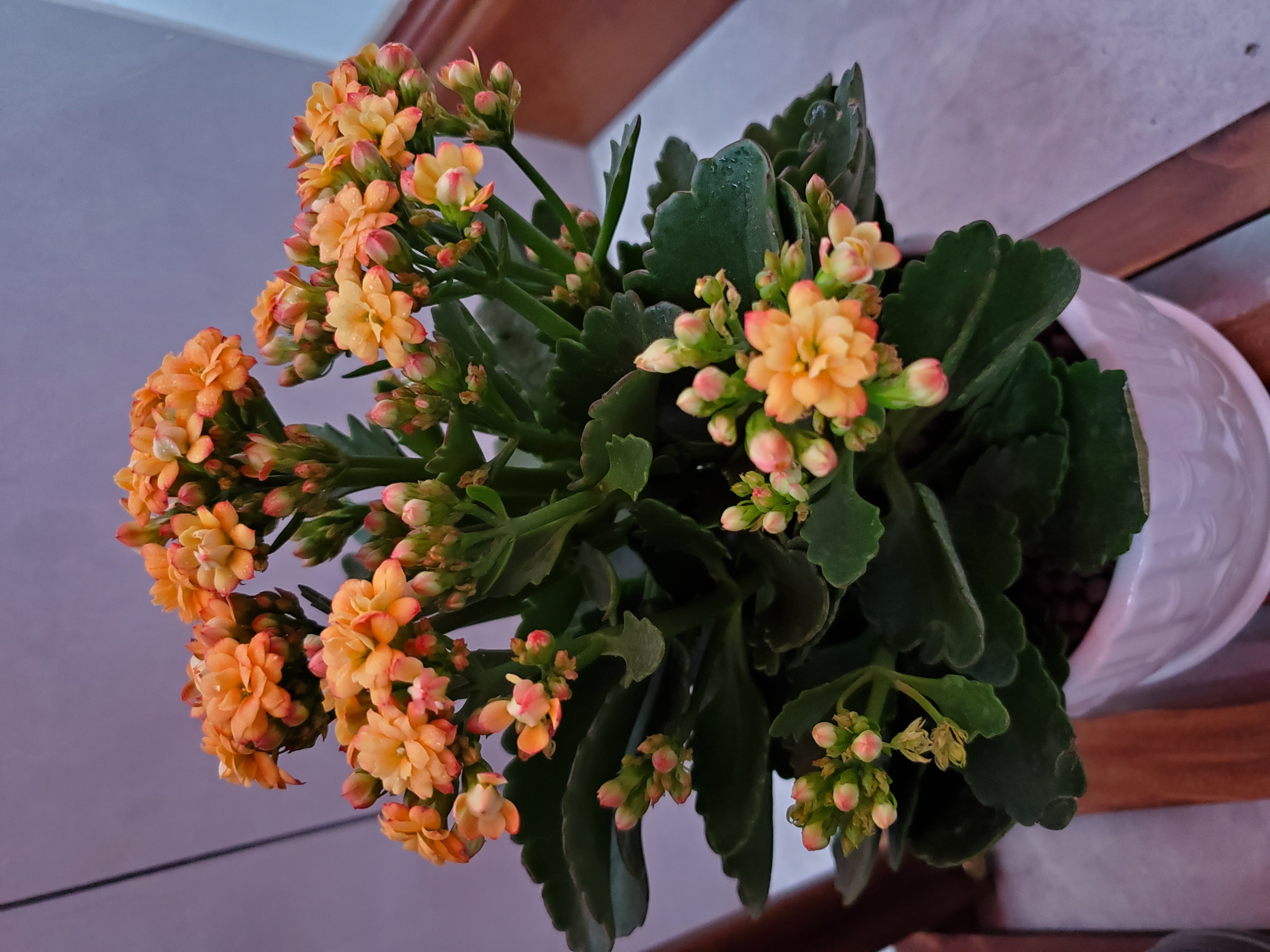 三星s10+升级安卓12,三星s10是机皇吗