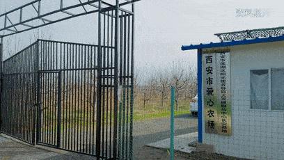 导盲犬被热议视频,导盲犬为什么被指责