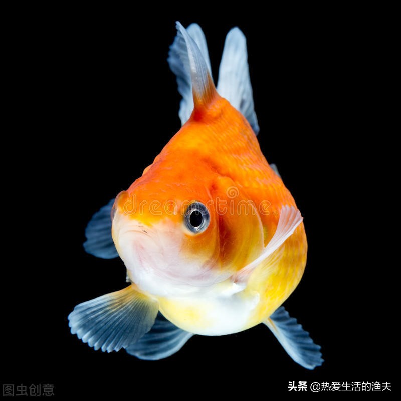 金鱼拉的细长的白线怎么办,金鱼拉得太多怎么办