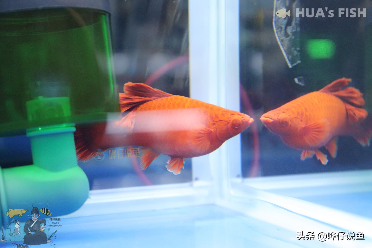 鱼缸怎么补充硝化细菌,如何让鱼缸产生硝化细菌