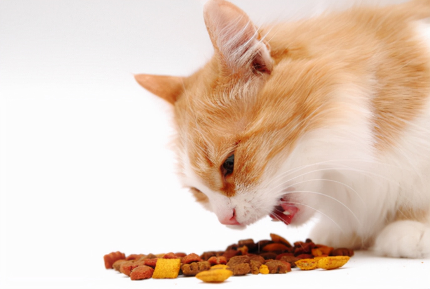 猫咪挑食怎么应对,挑食猫咪鲜肉猫粮