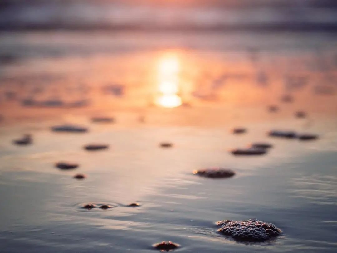 秦皇岛赶海拾贝地址免费,北海赶海挖螃蟹方法