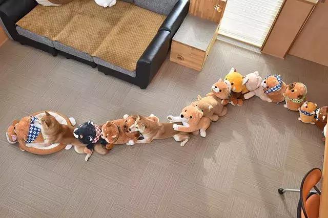 日本博主给两只柴犬买了几十只玩偶，变成大型实物版“连连看”…