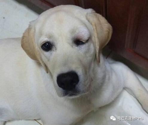 蚊子咬狗,蚊子也咬脚么