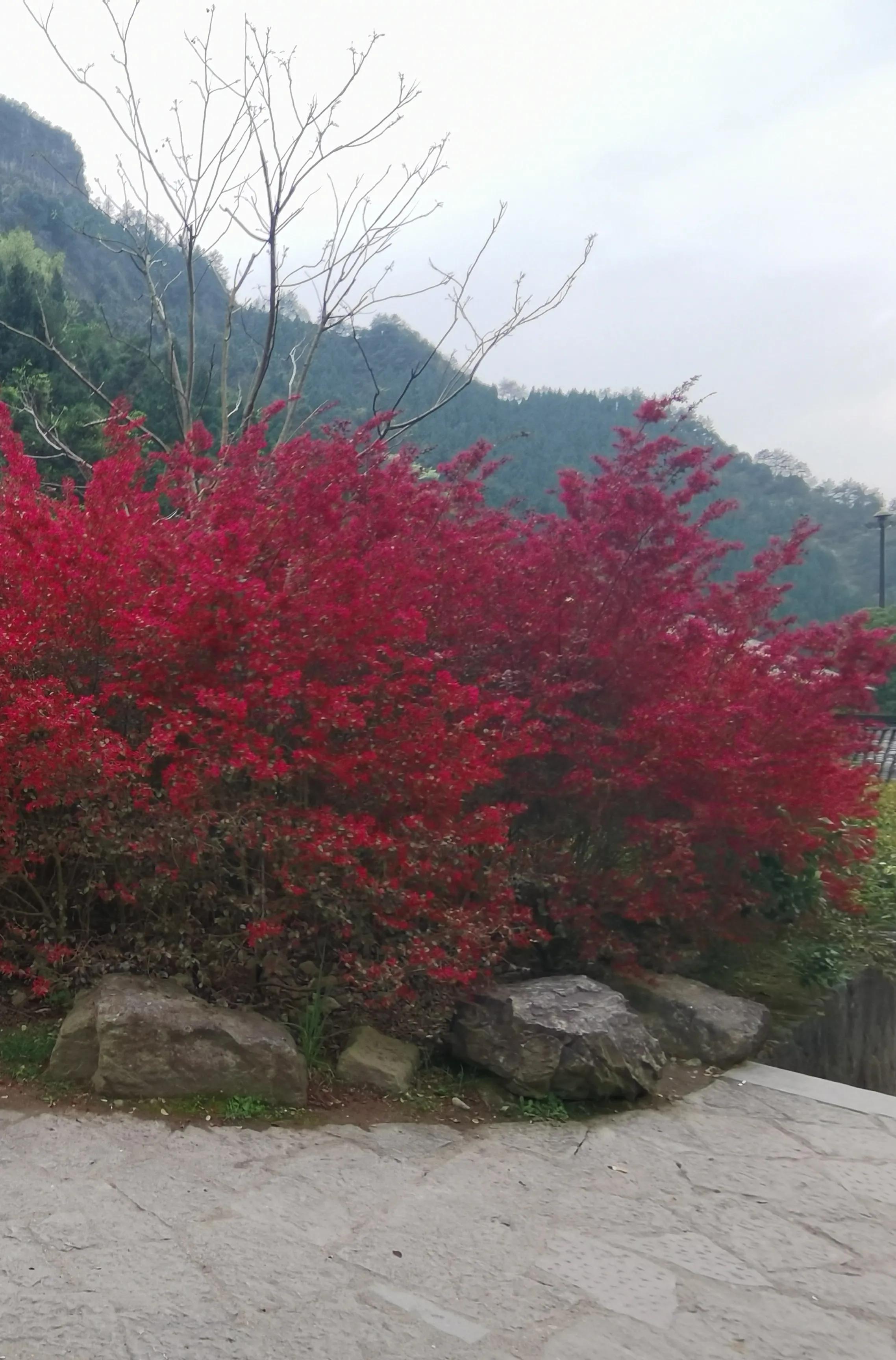 红花檵木和白色檵木区别,红花檵木苗价格