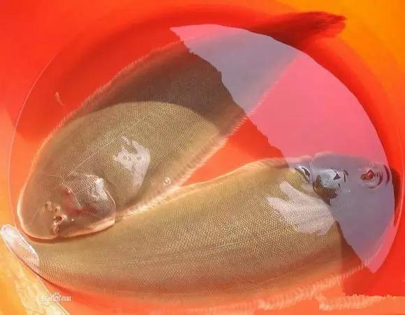 开海什么海鲜最好,开海季肥美海鲜