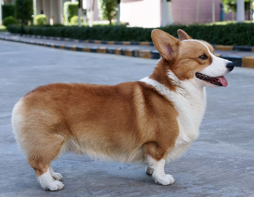 柯基犬天资聪颖看着很可爱,柯基犬精力旺盛活泼又可爱