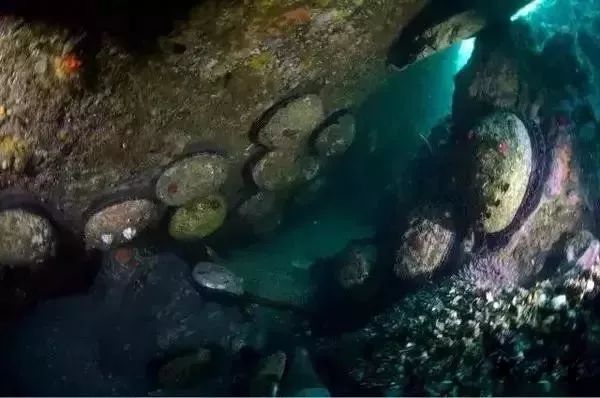 世界顶级鲍鱼菜图片,世界鲍鱼体型十大排行榜