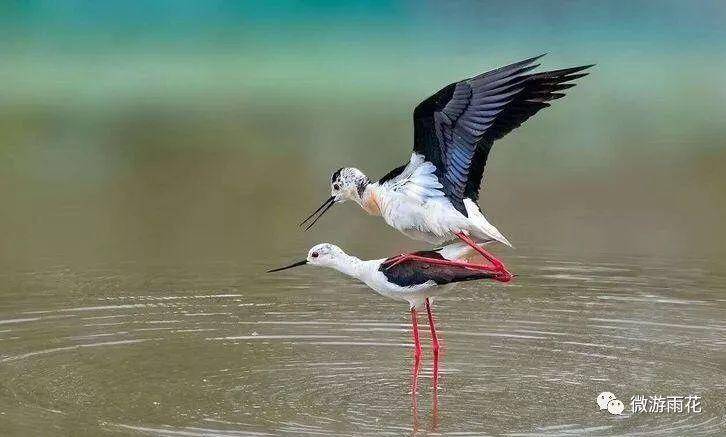 南京三桥湿地生态公园,南京三桥湿地公园