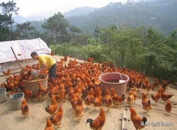 你们眼中的信宜是怎样的呢,信宜是一个怎么样的地方