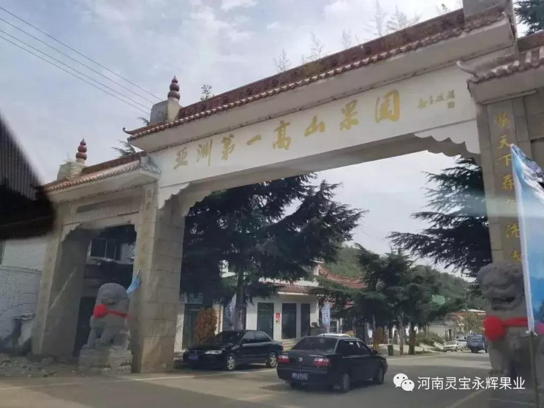 30元一颗的“灵宝金苹果”,如何在跌宕起伏的水果行业稳固生存?