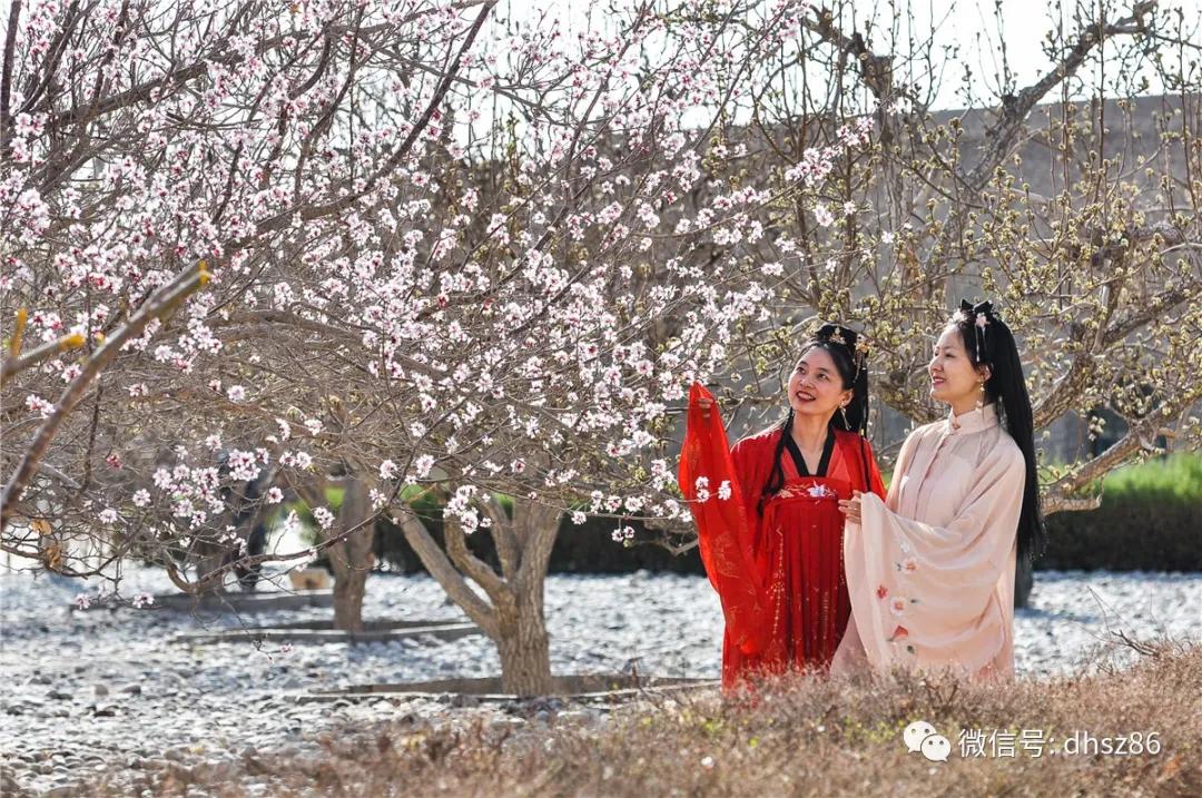 敦煌鸣沙山下百花争艳,甘肃敦煌鸣沙山下杏花枝头春意闹