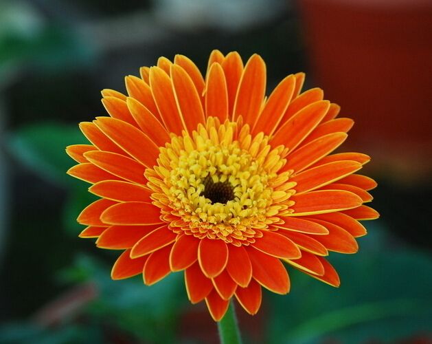 花艺插花常见花名有哪些,鲜花插花的技巧有哪些