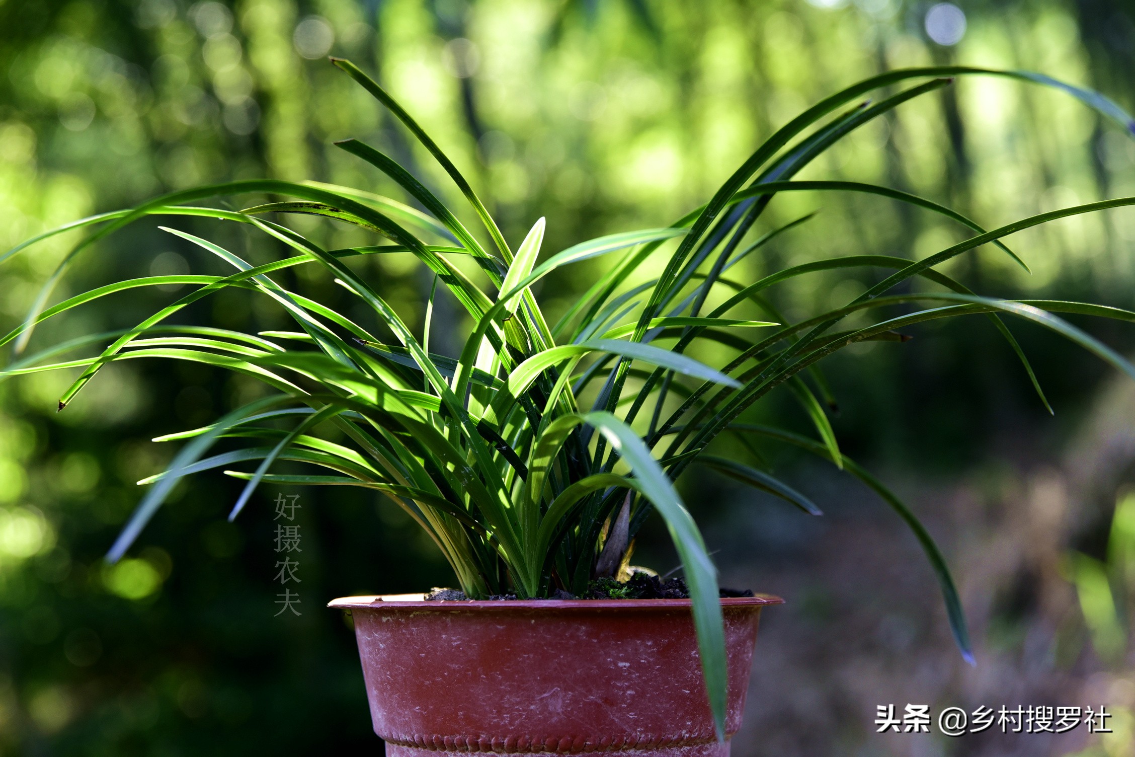 兰花叶片泛黄,如何处理?不必施肥,只需几块钱就可以