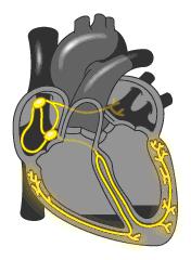 查出窦性心律不齐咋办?医生:别慌,这不算心脏病,也不用治疗