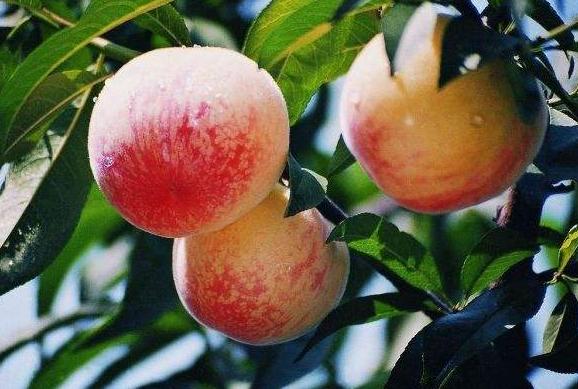 好吃的水蜜桃新品种,好吃的水蜜桃上市了